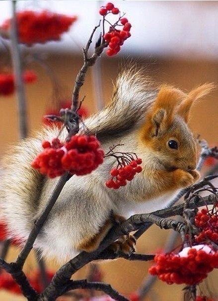 №810548 - звери, животные, белки, зима, снег, рябина - оригинал