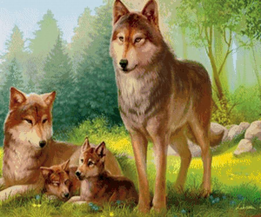Волки - лес, животные, волки - предпросмотр