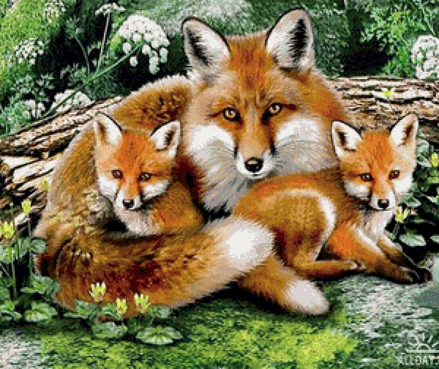Лисья семейка - лисята, лисица, животные - предпросмотр