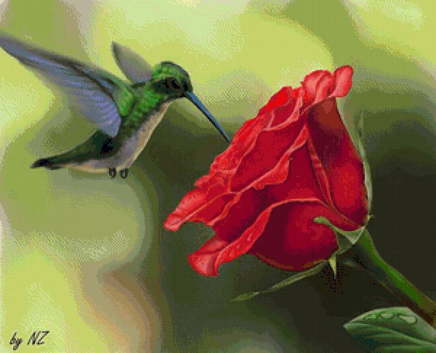 Роза - цветы, птицы, природа, роза - предпросмотр