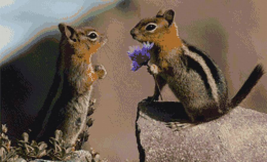 Пара - животные - предпросмотр