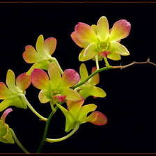 Схема вышивки «орхидея»