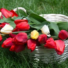 Тюльпаны в корзине