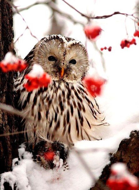 совушка - оригинал