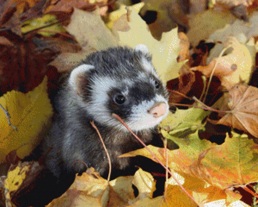 Хорек в осенних листьях - хорек, осень, милость, зверек, листья - предпросмотр