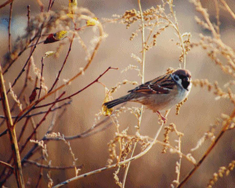 Воробушек - золотистые, воробушек, природа, воробей, цвета - предпросмотр