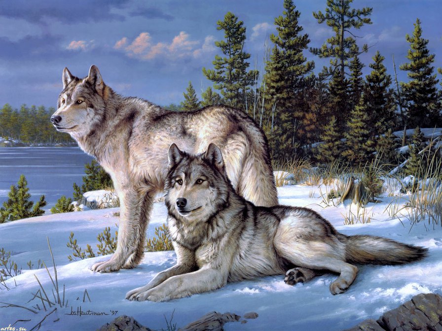 Волки - волки - оригинал