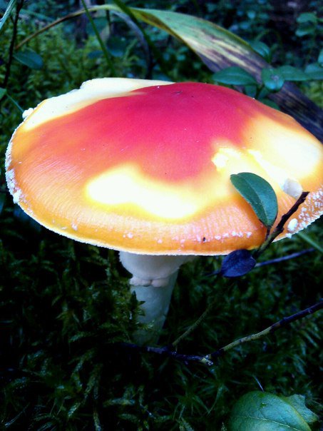 мухомор - гриб - оригинал