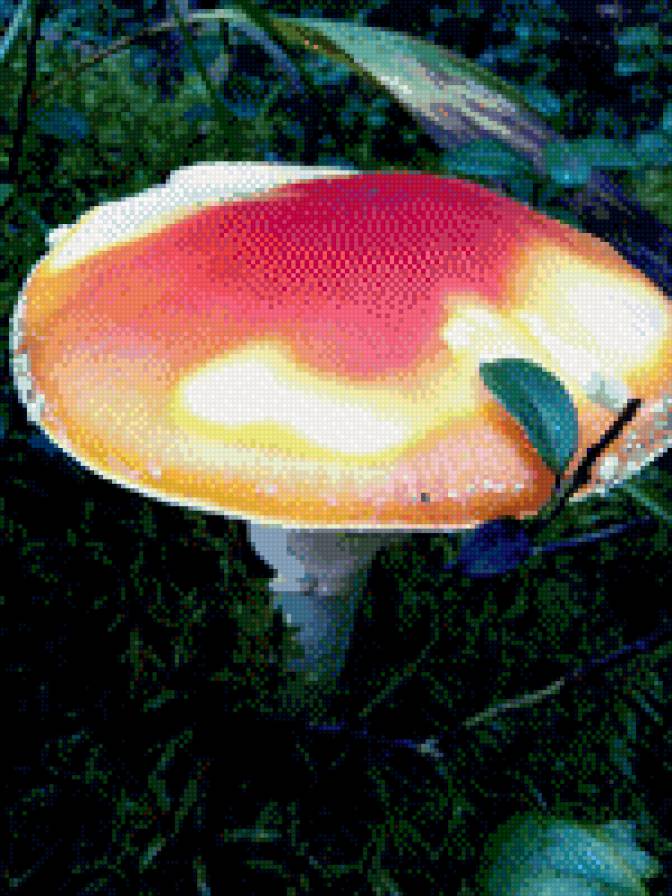 мухомор - гриб - предпросмотр