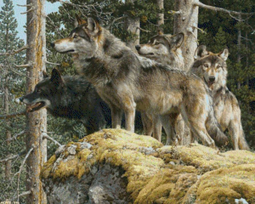 Волки - волки - предпросмотр