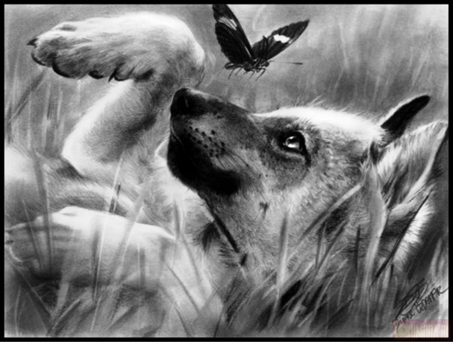 Волченок - волк - оригинал