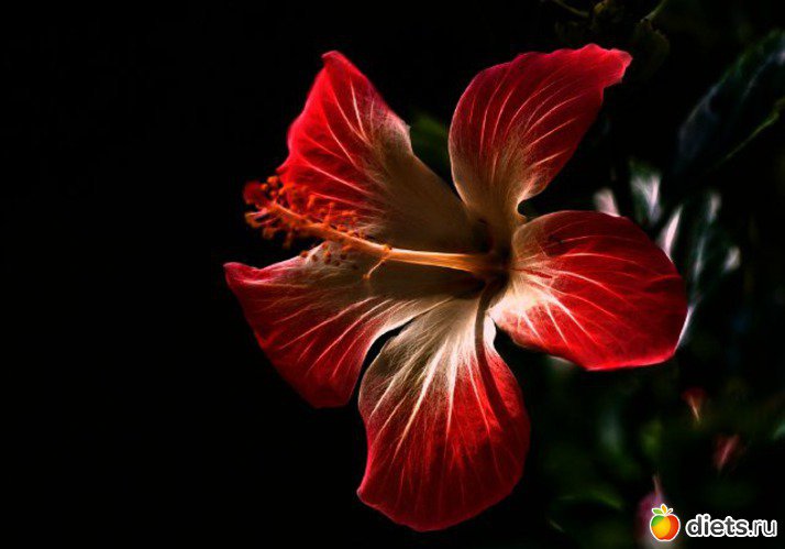 Цветок страсти - растение, страсть, красное, загака, черное, цветы - оригинал