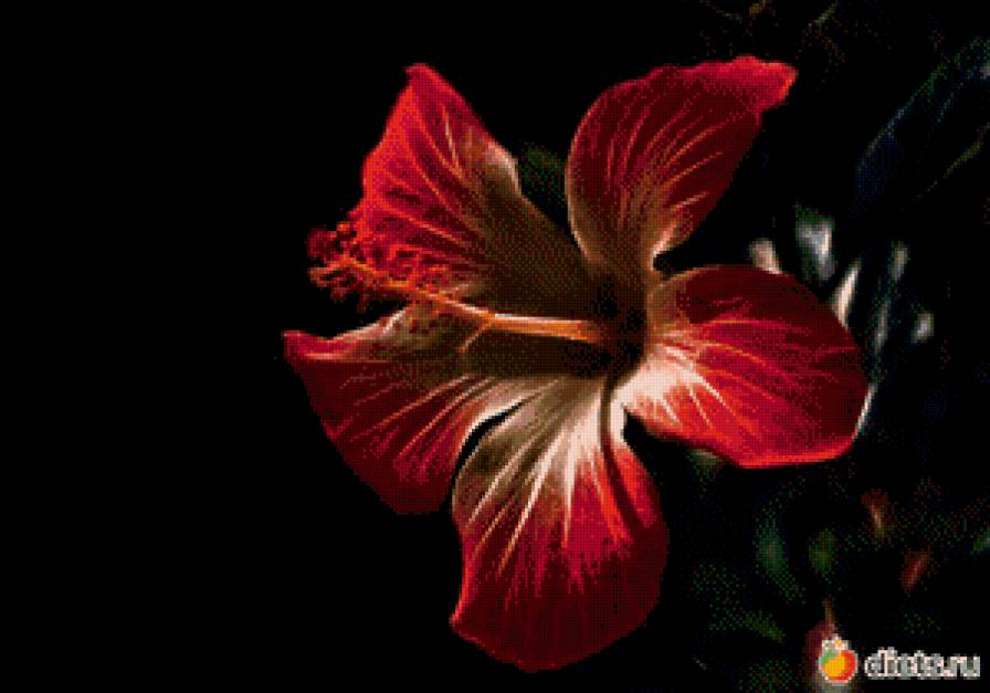 Цветок страсти - цветы, черное, растение, загака, красное, страсть - предпросмотр