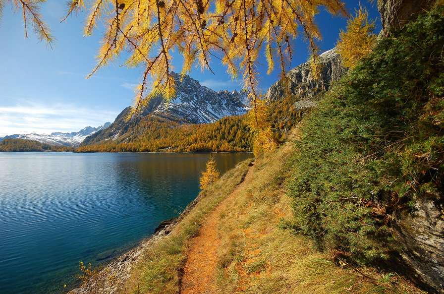 Лиственница - озеро, природа - оригинал