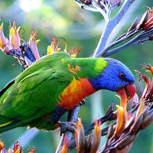 Схема вышивки «попугай»