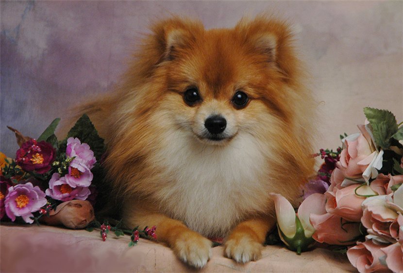 собачка - собачка, животные - оригинал