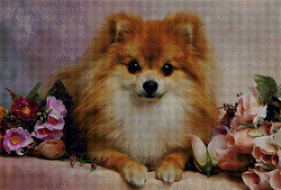 собачка - животные, собачка - предпросмотр