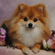 Схема вышивки «собачка»