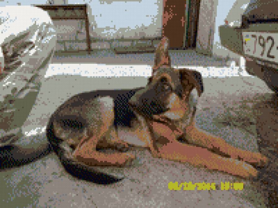 Пес - предпросмотр