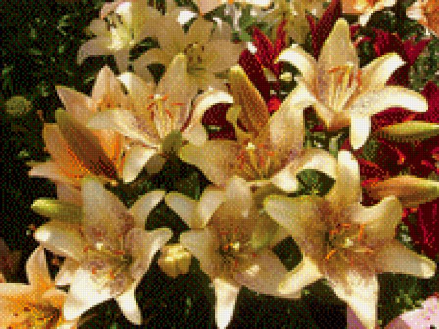 Лилии садовые. - сад, цветы., лето - предпросмотр