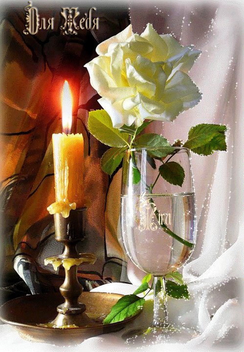 белая роза - роза, цветы - оригинал