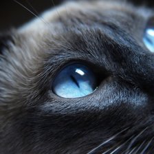 Схема вышивки «Котя»