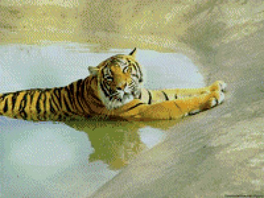 Тигр - тигр - предпросмотр