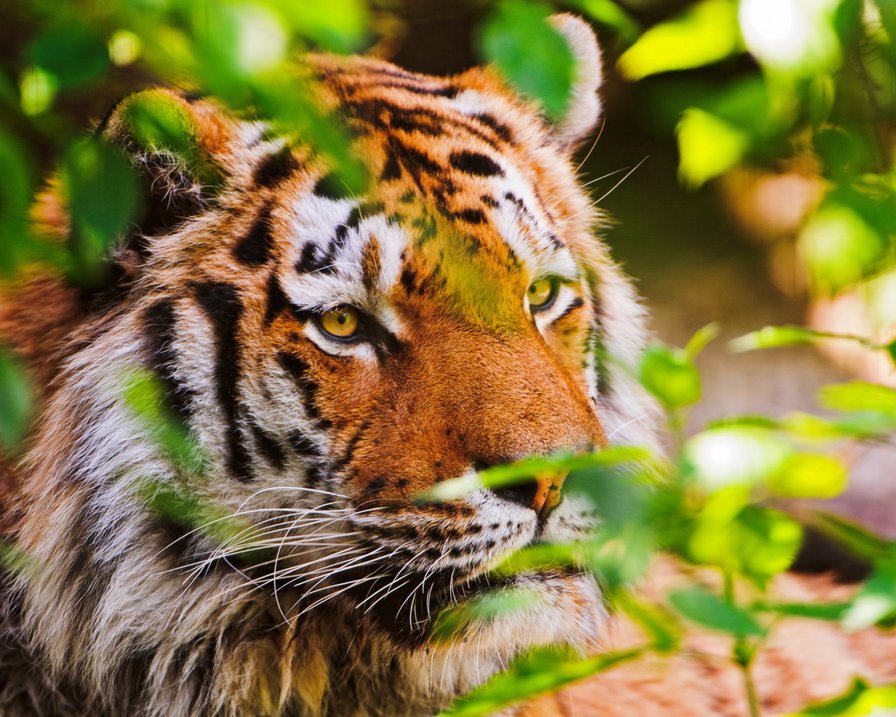 Тигр в летней зелени - зелень, красота, природа, лето, тигр - оригинал