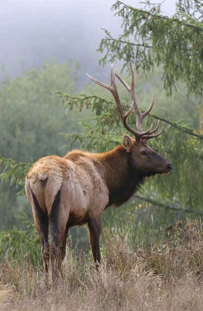 Олень - животные - оригинал