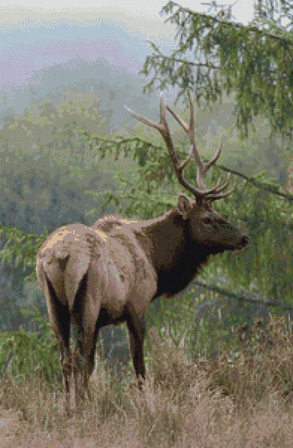 Олень - животные - предпросмотр
