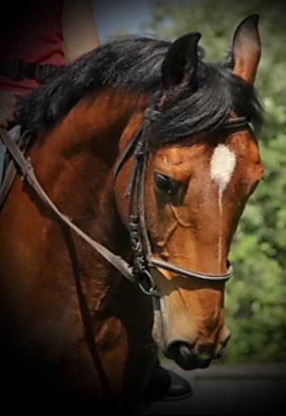 Каспер - каспер, лошадь, конь, мерин - оригинал