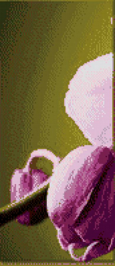 орхидея 1 - предпросмотр