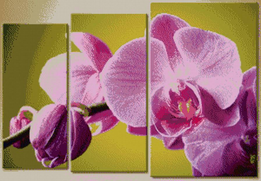 орхидея - предпросмотр