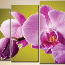 Оригинал схемы вышивки «орхидея» (№815395)
