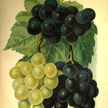 Оригинал схемы вышивки «сочный виноград» (№815474)