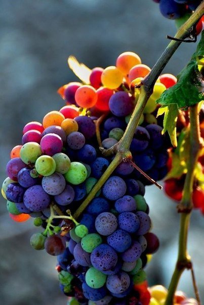 Зреющий виноград - ягоды, виноград, осень - оригинал