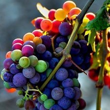Схема вышивки «Зреющий виноград»