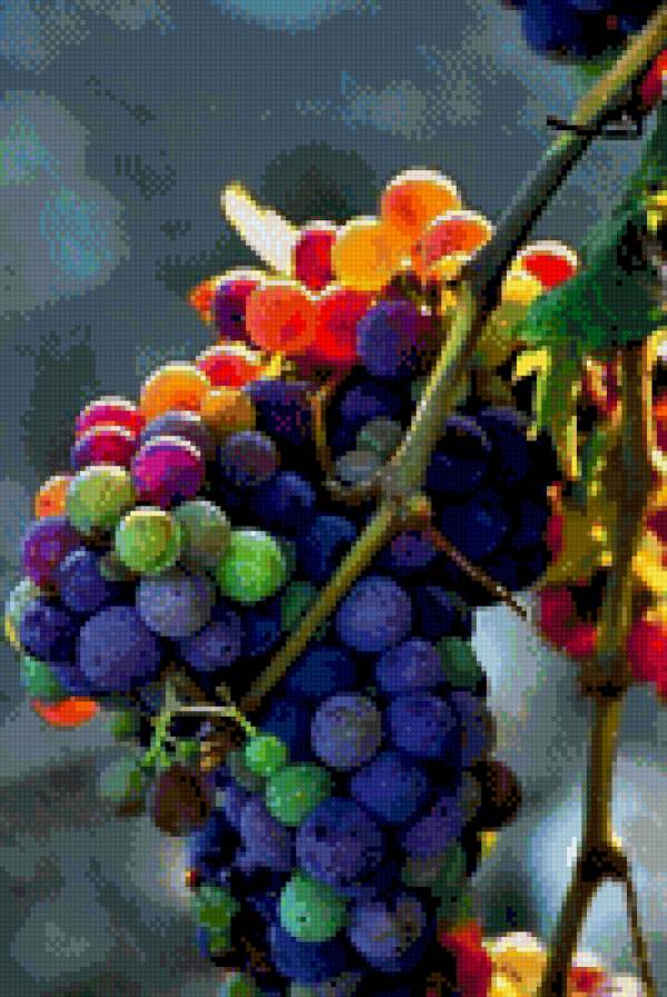 Зреющий виноград - осень, ягоды, виноград - предпросмотр