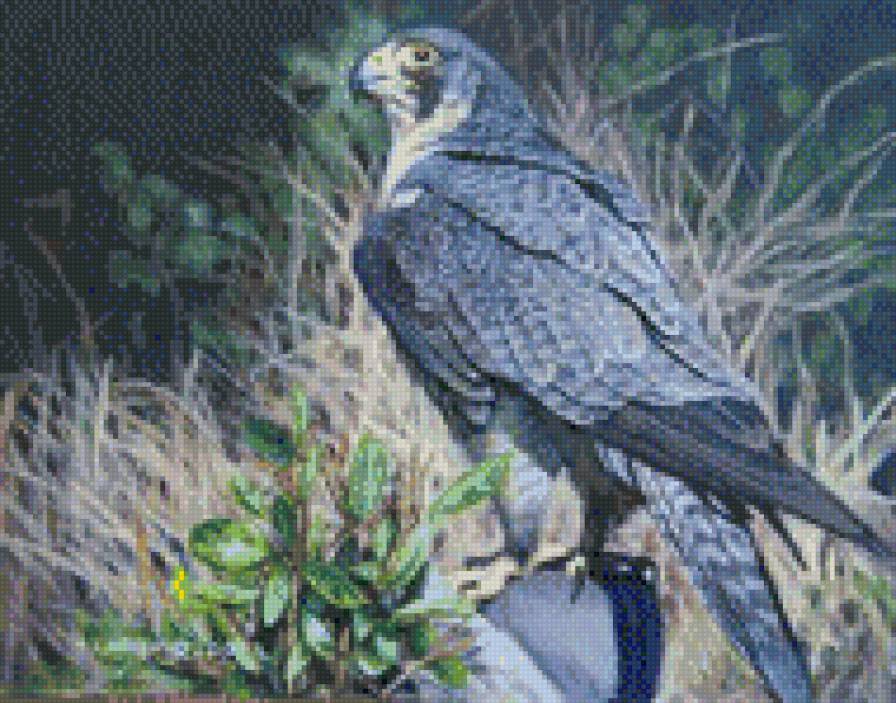 0201 - природа, птицы, красота, ястреб, картина - предпросмотр