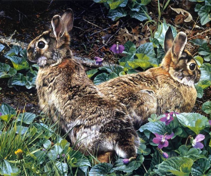 0204 - природа, животные, заяц, лето, красота, картина - оригинал