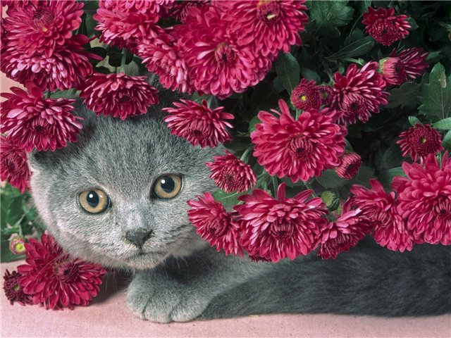 прятки - котик - оригинал