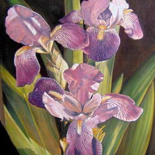 Схема вышивки «Ирисы»