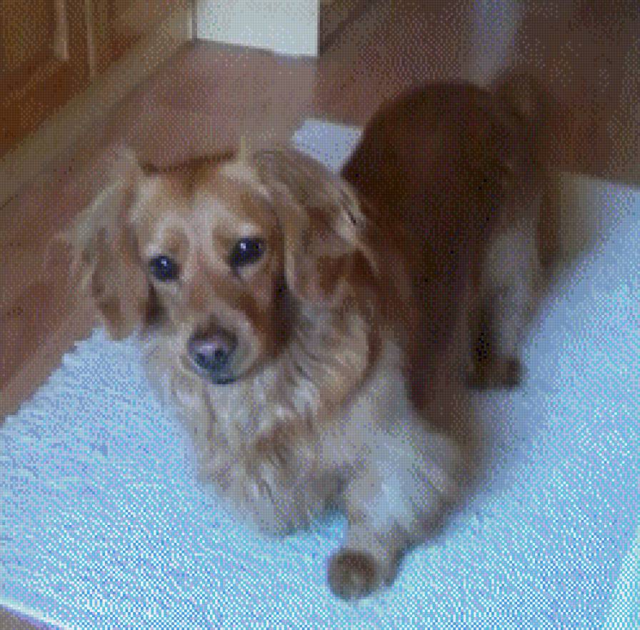 Sookie 3 - предпросмотр