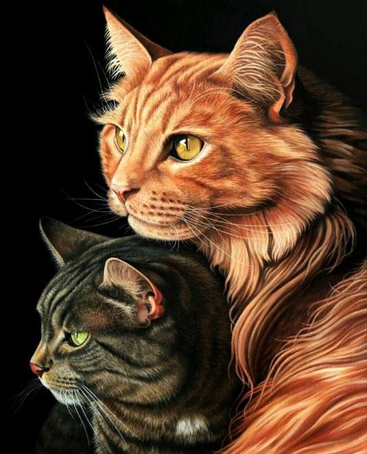 Два друга - животные, кошка, кот - оригинал