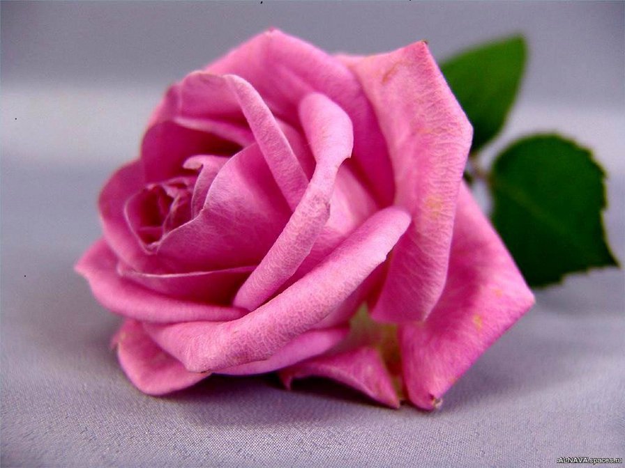 роза 143-107 - оригинал