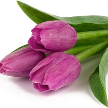 тюльпаны 143-107