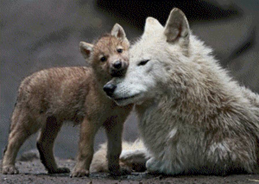 Нежность - поцелуй, нежность, волки - предпросмотр