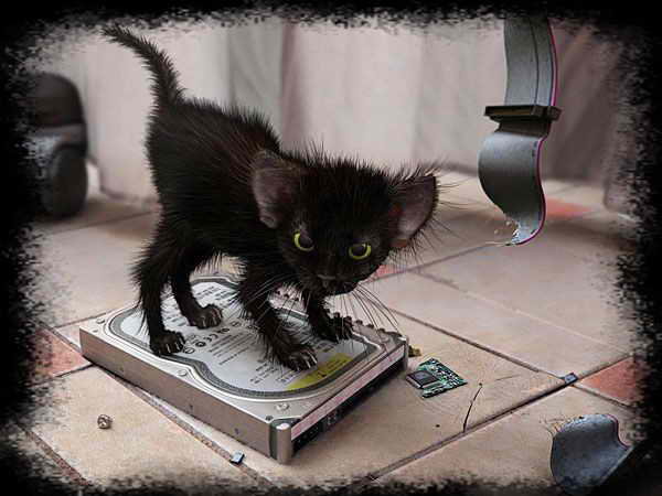 я такой)))) - котенок, кошки, кот - оригинал