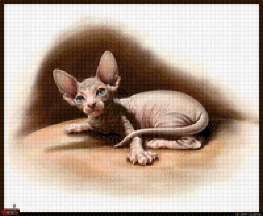 сфинкс - котенок, сфинкс - предпросмотр