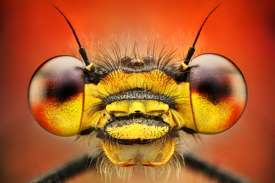 привет - портрет, стрекоза - оригинал